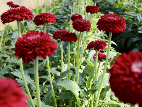 【20本】２等品わけありガーベラ (40cm)