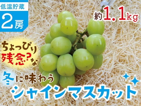 ■低温貯蔵■ちょっぴり残念な？冬に味わうシャインマスカット２房セット