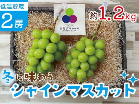 ■低温貯蔵■冬に味わうシャインマスカット２房セット