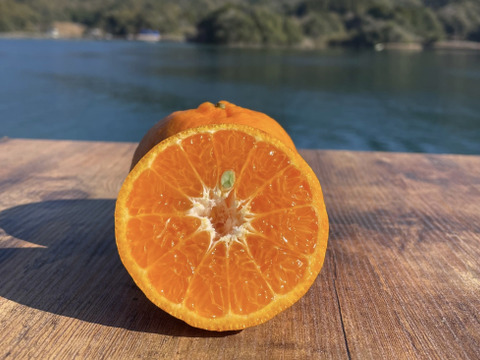 【お試し】天草の宝石箱！栽培期間中農薬不使用 5種の柑橘セット　箱込み1kg　（河内晩柑、紅河内晩柑、橙、ポンカン、スイートスプリング）