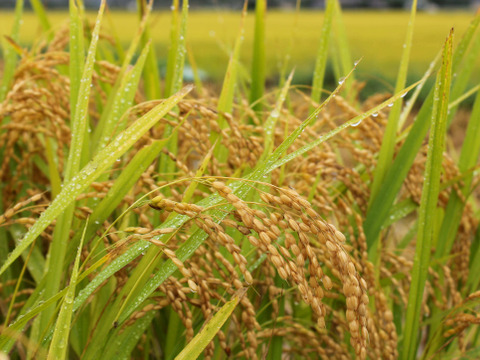 【こしひかり　玄米10kg】【令和4年10月4日より収穫】山形置賜飯豊　生産者自慢の逸品