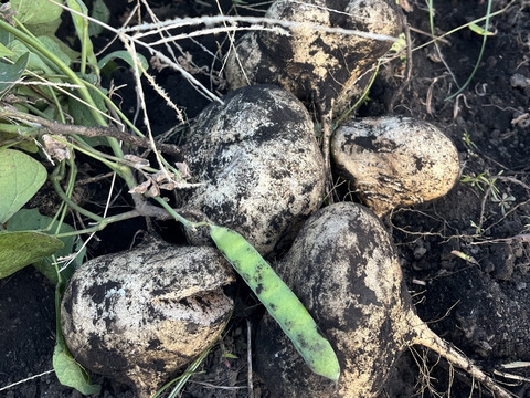 熊本県産 熱帯野菜ヒカマ/jicama(シンカマス/singkamas/マンゲーヴ)(約2kg）ほんのり甘いイヌリンのサラダ芋　農薬化学肥料不使用