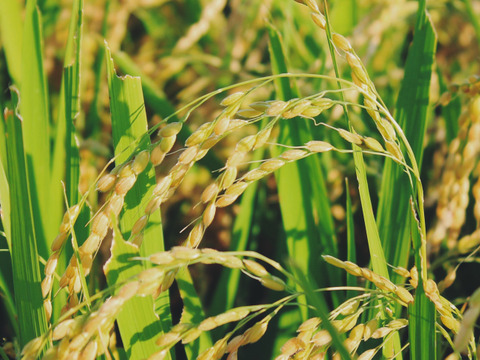 山形置賜飯豊【雪若丸 精米5kg】令和2年秋収穫 2年連続特A 山形の新しいブランド米