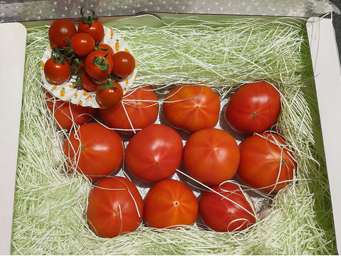 ★平均糖度10.5度！★完熟★名水育ち★究極のフルーツトマト「海部川のしずく」800g(6〜20個)　品種は驚きの桃太郎！