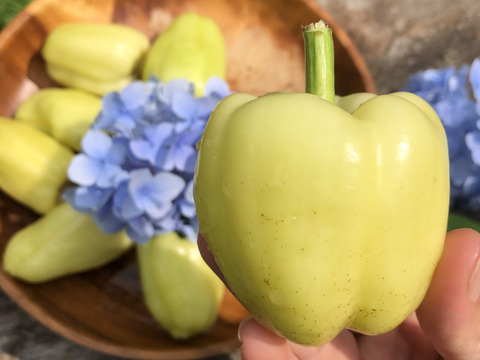 翡翠茄子と【数量限定】希少3色ペッパー美味しさ3倍✨！旨ピーマン！自然栽培　農薬不使用　固定種　1.5kg以上！