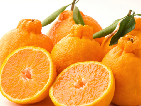 【限定300セット】旬の柑橘フルコース便（食べチョク公式）