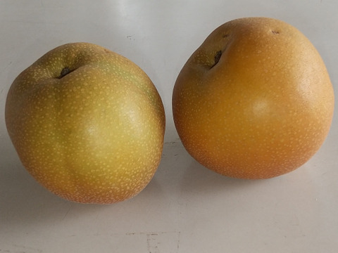 【9/16まで】家庭用!!お買い得!!豊水 3kg (9玉前後)【コンビニ決済不可】