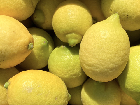 【皮が薄くて種がない】レモン 10kg【防腐剤・ワックス不使用】璃の香（家庭用) 国産レモン