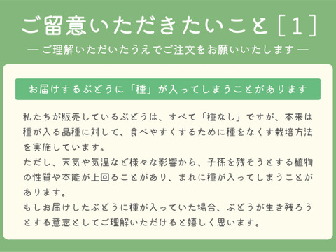 ■低温貯蔵■冬に味わうシャインマスカット２房セット