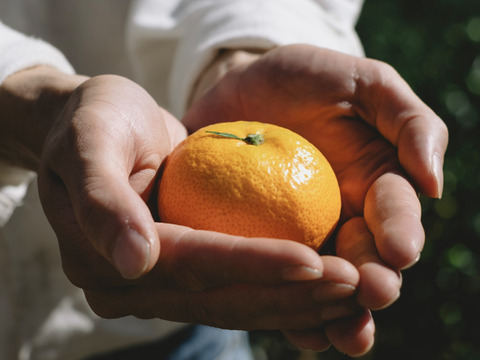 愛媛みかんの老舗厳選【濃厚な甘みと程よい酸味】みかん 10kg【愛媛県川上産】【冬ギフト】【福袋】