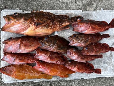 明日朝まで限定！捕れたて！カサゴ・アカハタ 約3kgオーバー 長崎県対馬市(内臓・鱗処理済)