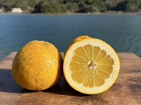 天草の宝石箱！栽培期間中農薬不使用 3種の柑橘セット　箱込み4kg　（河内晩柑、紅河内晩柑、スイートスプリング）