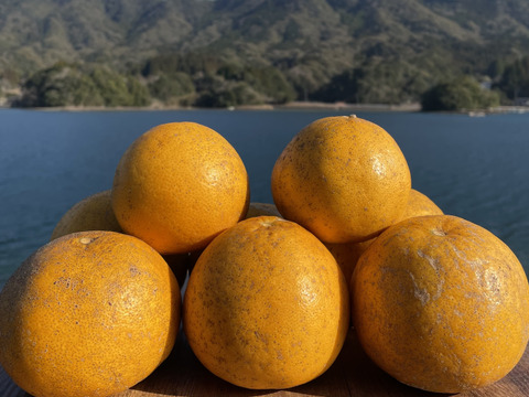 【福袋】6種詰め合わせセット（甘夏ジュース・レモングラスティー2袋・河内晩柑3個・スイートスプリング3個・紅河内晩柑3個）