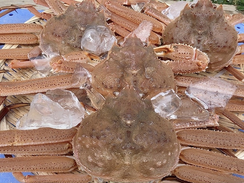 北海道産　漁師の店　ズワイガニ