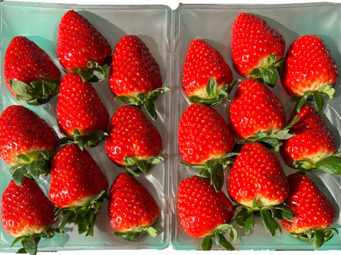 甘さと香りに惚れる朝摘み「古都華」540g 3Lサイズ