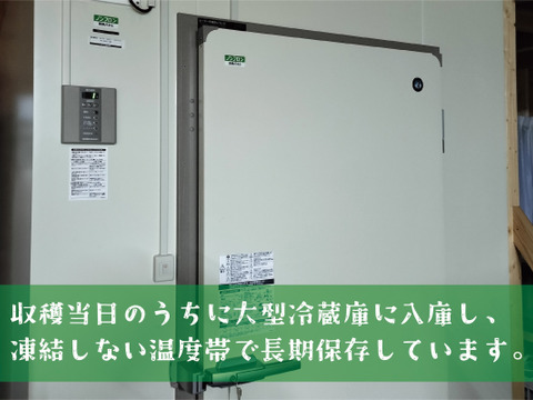 ■低温貯蔵■冬に味わうシャインマスカット２房セット