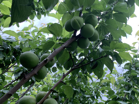 山梨県産 中熟~完熟 白加賀梅 20kg