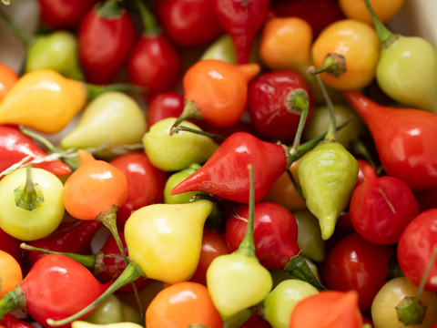 【10月便 お届け】旬の野菜詰め合わせ(約８種)　朝採り　新鮮で味の濃い野菜たち