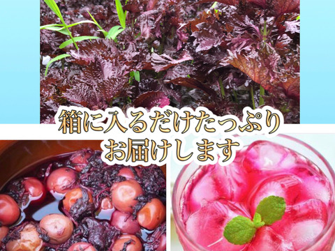 残り期間少し 3 5kg 農薬不使用の赤紫蘇 3キロ以上入るだけお包みします 数量限定 自然栽培のおいしい紫蘇 自然農法 広島県産のしそ 食べチョク 産地直送 産直 お取り寄せ通販 農家 漁師から旬の食材を直送