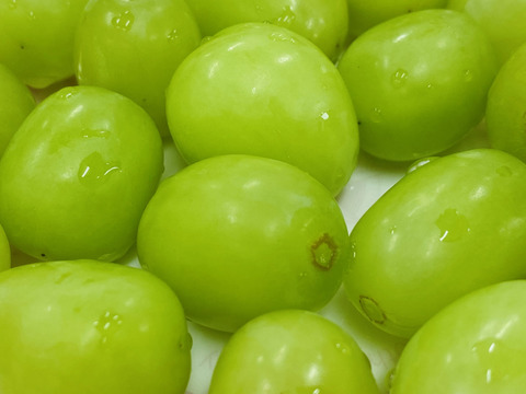 【訳あり品】化学肥料・除草剤不使用 山形県産 シャインマスカット バラ詰 約1kg以上　SHAB01-01