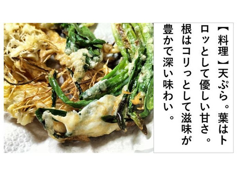 あさつき【キュルッと食感、ほっこりする甘さ】＜約800g＞