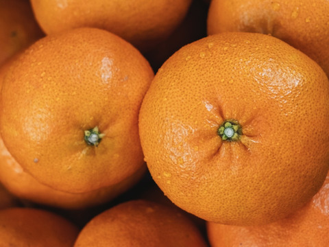 【人気２品種食べ比べ】せとか＋甘平 各1kg 家庭用