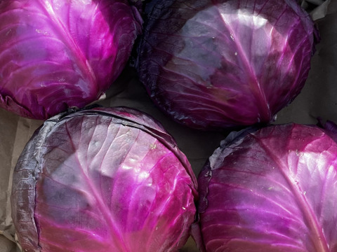 色にうっとり🌙オーガニック ムラサキキャベツ 8kg Organic Purple Cabbage