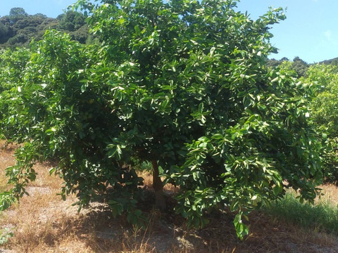 【お買得】香りが良いタヒチライム2kg★防腐剤・ワックス不使用、農薬節減★無選別お徳用