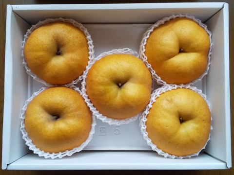 【冬ギフト】化粧箱入り！鳥取県産 あたご梨 約5kg