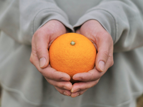 【みかんGP2026最高金賞】愛果48号【新品種】甘平×まどんな【紅プリンセスと同品種】家庭用 2kg×2箱