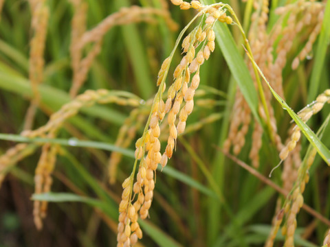 【ササニシキ 玄米10kg】【令和4年9月22日より収穫】山形置賜飯豊　希少育成困難品種