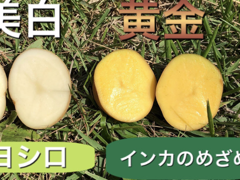 幻の インカのめざめ 3 5キロ黄金ポテト 限定販売 自然栽培じゃがいも糖度が栗 農薬を使っていません 広島県産 食べチョク 農家 漁師の産直ネット通販 旬の食材を生産者直送