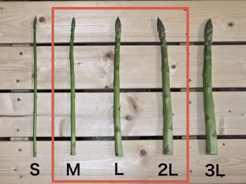 【受賞記念&登録記念SELE🎊】極太(A2L)のみ｜1.0kg｜那須塩原産アスパラガス｜朝採れ｜じゅわっと春を感じる
