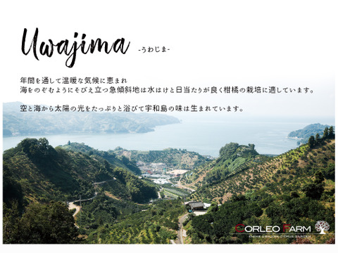 ■予約商品12月発送■濃厚な甘みとコク 【EHIME UWAJIMA】南柑20号 Aセレクション（家庭用）10kg