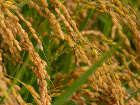 【つや姫　精米20kg】【令和5年9月下旬収穫】山形置賜飯豊　13年連続特A　特別栽培米