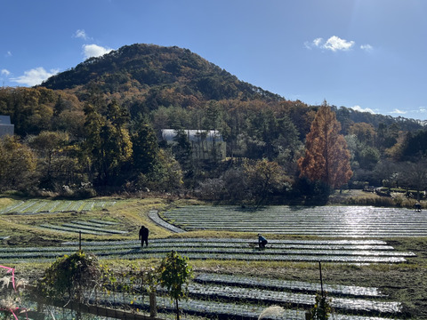 【希少！有機国産黒にんにく】果実のような濃密さ！100g×２パック