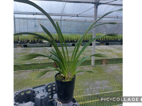 【花芽付きシンビジウム】ハチさんを誘引する蘭〝フォアゴットンフルーツ〟