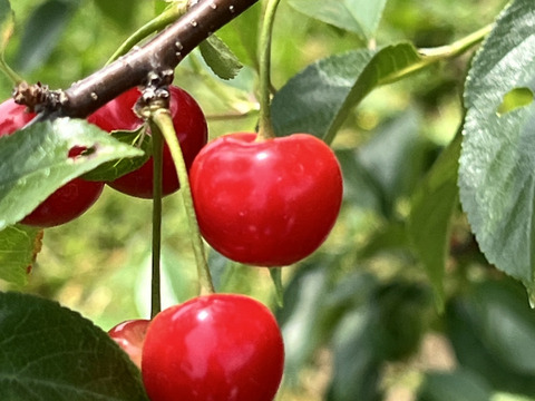 【超貴重】サワーチェリー 約1キロ 商品ID41257 幻 まぼろし 加工してください