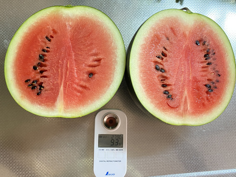 今期最終【自然栽培🍀固定種🍉黒小玉スイカ】2kg台（冷蔵庫サイズ）シャリっと甘くてジューシー（１個）