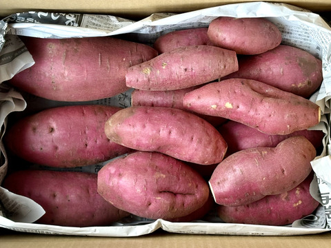 訳ありでもホクホクむっちり！「栗かぐや」色々なサイズ入り ５キロ箱