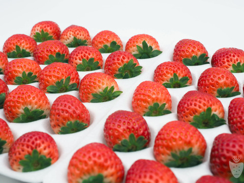 あま〜い♡がギュッとつまった新品種『とちあいか』3箱12パック(1箱で満足1,4kg以上)