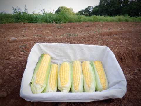 西日本育ち 奇跡のトウモロコシ 訳あり 1 5kg 5 6本 広島県産 食べチョク 農家 漁師の産直ネット通販 旬の食材を生産者直送