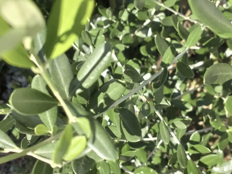 オリーブ生葉300枚  オリーブリーフ🌿オーガンジー袋入り🌿葉っぱ部のみ🌿オリーブ茶 オリーブティー ハーブティー 🏣ゆうパック