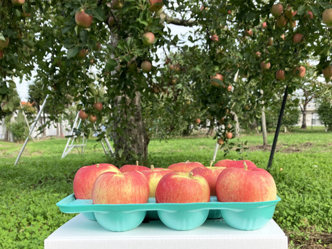 皮ごとおいしい特別栽培りんご🍎シナノスイート🍎3kg 農薬半減栽培✨やさしい甘さとシャリシャリ食感😆 キズなし良品🎁 化学肥料不使用 青森県特別栽培認証取得 旬 葉とらずりんご