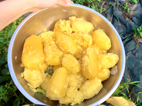 10kg”グラウンドペチカ！ほんと美味しいじゃがいも！【ラスト5個限定】毎年即完売！うまい野菜！！自然栽培！農薬不使用！固定種！訳あり