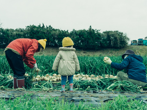 〔2026年1月下旬から発送開始〕1年に1度だけ、感動の甘さ！『葉付きサラダ玉ねぎ』2㎏┃葉付きで丸ごとお届け！