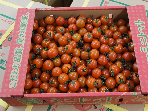 【農場から直送】ミニトマト3Kg箱【新鮮野菜】