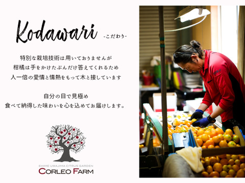 ■予約商品12月発送■濃厚な甘みとコク 【EHIME UWAJIMA】南柑20号 Aセレクション（家庭用）10kg