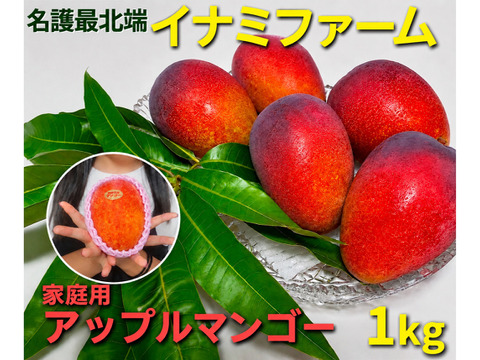 紅マンゴー♪2箱 ☆2026年販売開始☆≪家庭用≫名護市最北端 イナミファームの家庭で