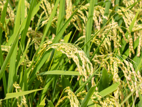 【ササニシキ 玄米10kg】【令和5年9月中旬収穫】山形置賜飯豊　希少育成困難品種